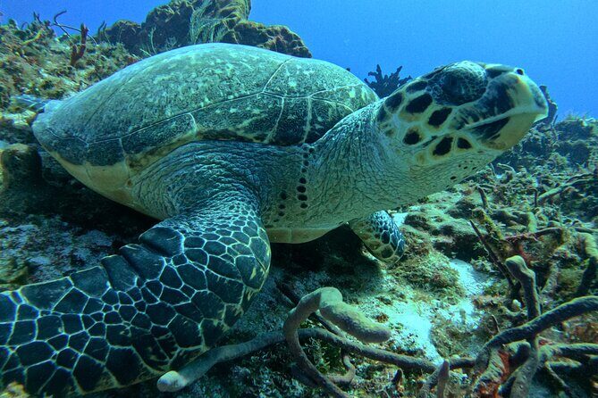 Enjoy two dives without previous experience with a boat trip - Key Points