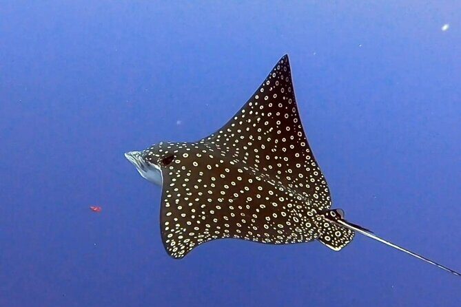 Enjoy two dives without previous experience with a boat trip - Reviews: Real Voices from Participants