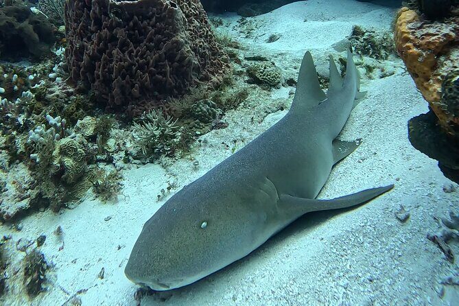 Enjoy two dives without previous experience with a boat trip - Who Should Consider This Tour?