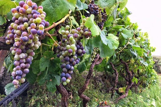 Enogastronomic Tour- 4 hours in Tenerife - Frequently Asked Questions