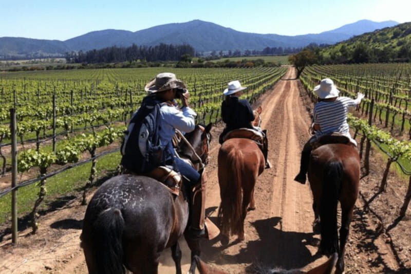 Ensenada: Horseback Riding at the Vineyards - The Ride Through Valle de Guadalupes Vineyards