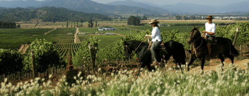 Ensenada: Horseback Riding at the Vineyards - What’s Not Included