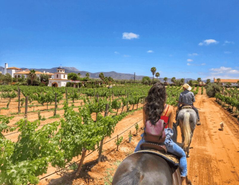 Ensenada: Horseback Riding at the Vineyards - Drawbacks and Considerations