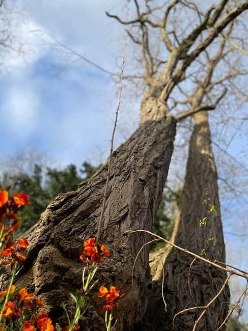 Enter the painting, touch the roots and go back in time ! - FAQ