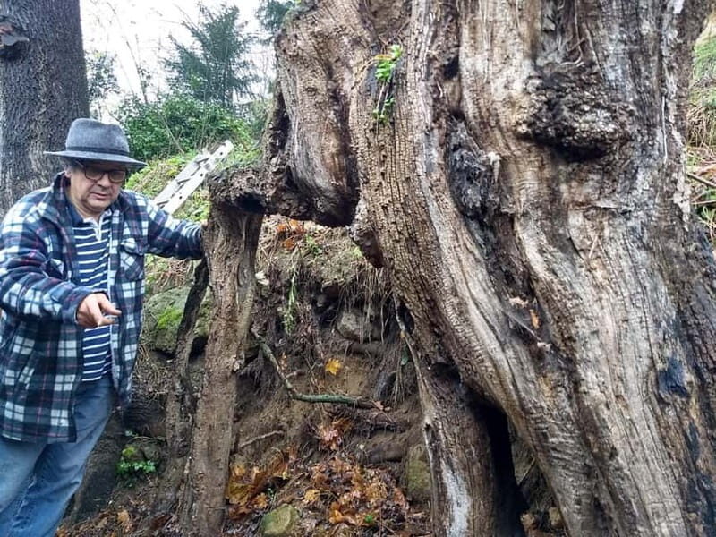 Enter the painting, touch the roots and go back in time ! - Final Thoughts