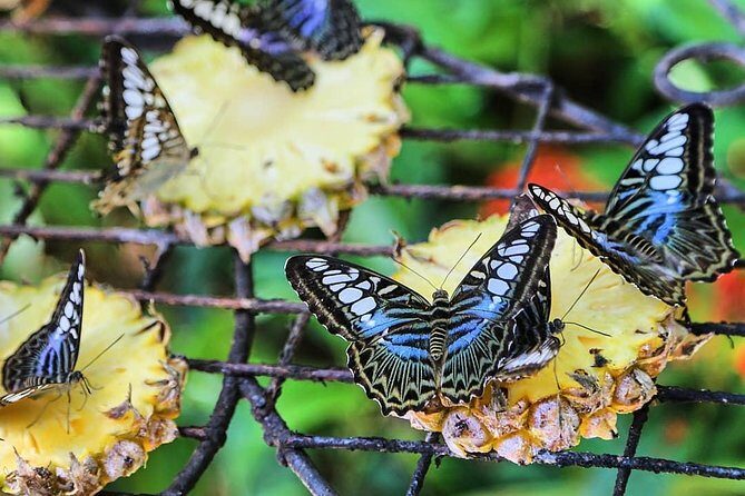 Entopia Butterfly Farm & Tropical Spice Garden Tour - An In-Depth Look at the Tour Experience
