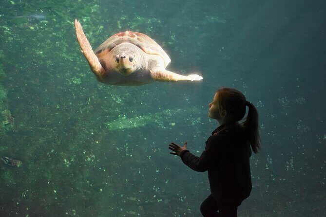 Entrance Ticket Nausicaa, the biggest aquarium in Europe - In-Depth Review of Nausicaá