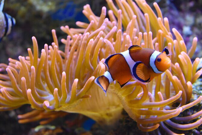 Entrance Ticket Nausicaa, the biggest aquarium in Europe - FAQs