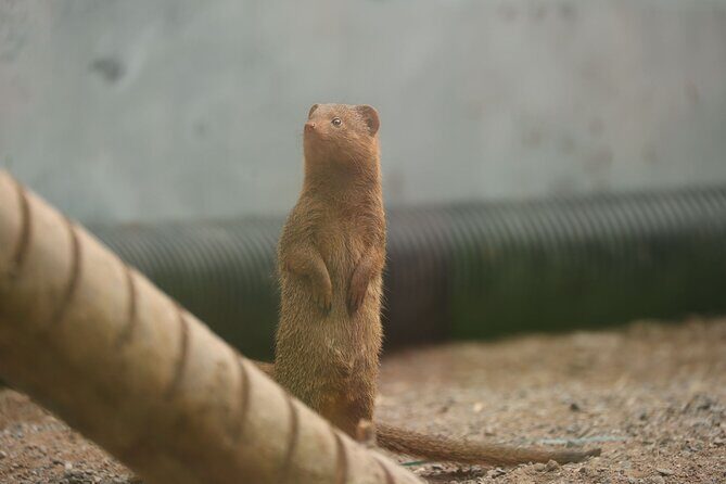Entry ticket to Hoo Zoo and Dinosaur World in Telford - Who Would Love This Experience?