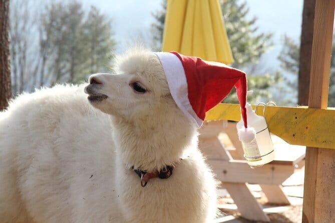 Eobi Ice Valley Nami Island and Alpaca World Tour from Seoul - Key Points