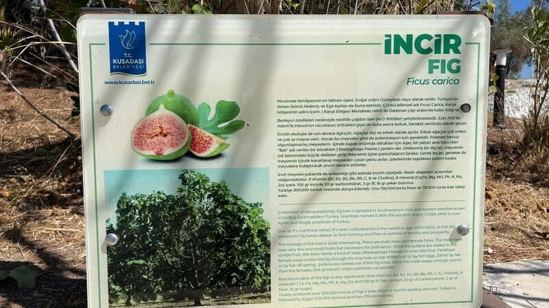 Ephesus tours wholesalerShopTours from cruise port Kusadasi - The Itinerary in Detail