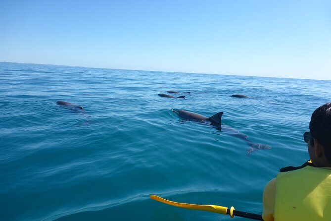 Epic Kayak With Dolphins & Wildlife - 4WD Beach Adventure Noosa - An In-Depth Look at the Noosa 4WD and Kayak Tour