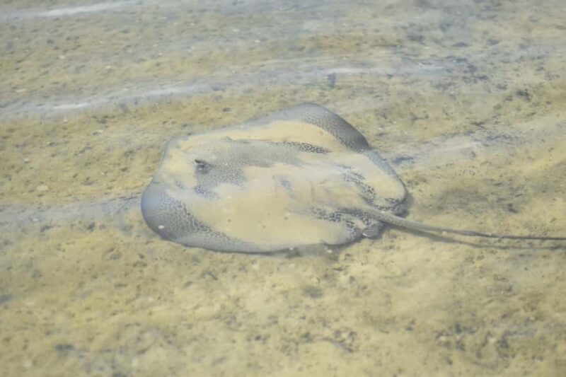 Epic Stand Up Paddle -Stingray & Mangrove Tour (Full Guided) - Key Points
