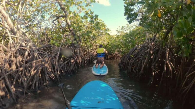 Epic Stand Up Paddle -Stingray & Mangrove Tour (Full Guided) - An In-Depth Look at the Tour Experience