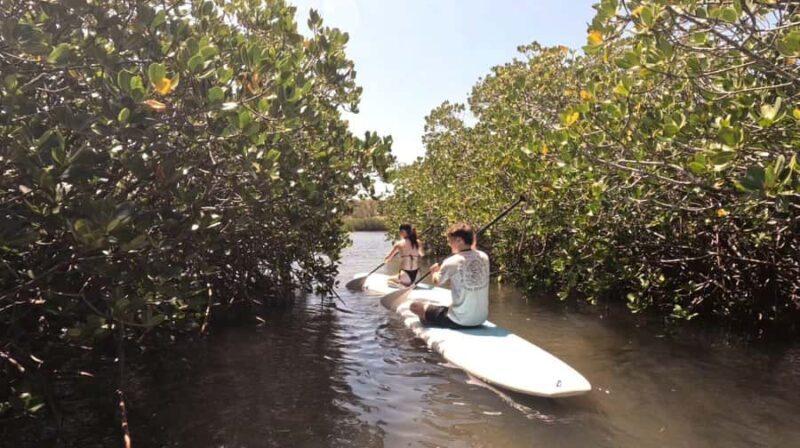 Epic Stand Up Paddle -Stingray & Mangrove Tour (Full Guided) - The Value Proposition