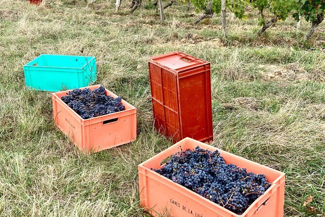 Epicurean Discovery Tour with Wine & Local Specialties - Practical Details and Logistics