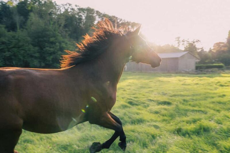Equicoaching - experience the connection with horses in Normandy - Key Points