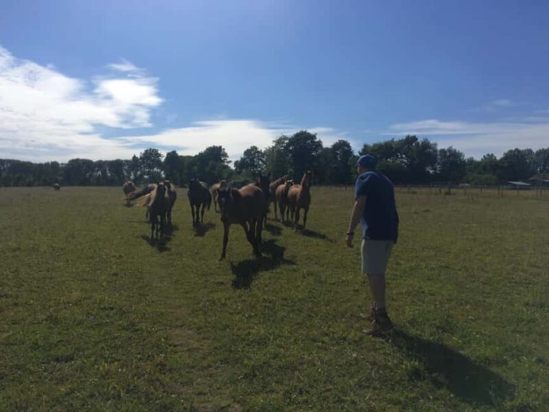 Equicoaching - experience the connection with horses in Normandy - FAQ