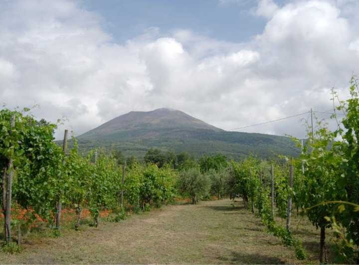 Ercolano vineyards, view cellar wine tasting and brunch - A Deep Dive into the Experience