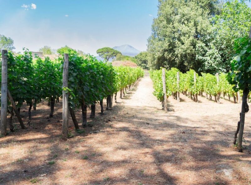 Ercolano vineyards, view cellar wine tasting and brunch - Who Should Book This Tour?