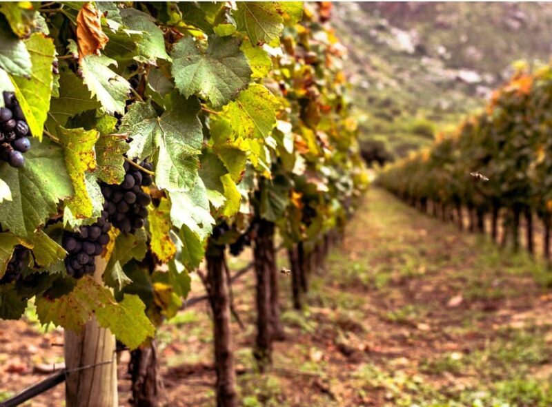 Ercolano vineyards, view cellar wine tasting and brunch - FAQs