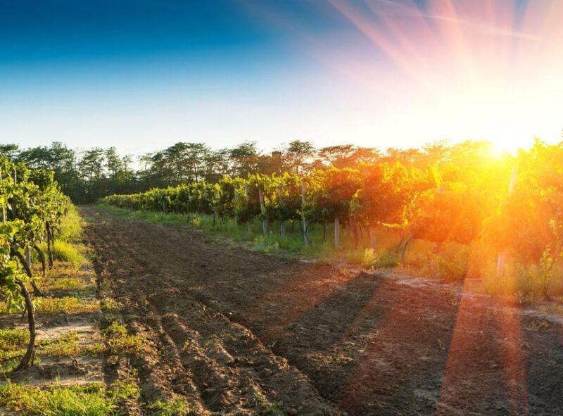 Ercolano vineyards, view cellar wine tasting and brunch - Final Thoughts