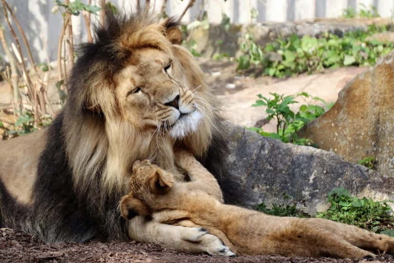 Erfurt: Erfurt Zoo Entry Ticket - Key Points