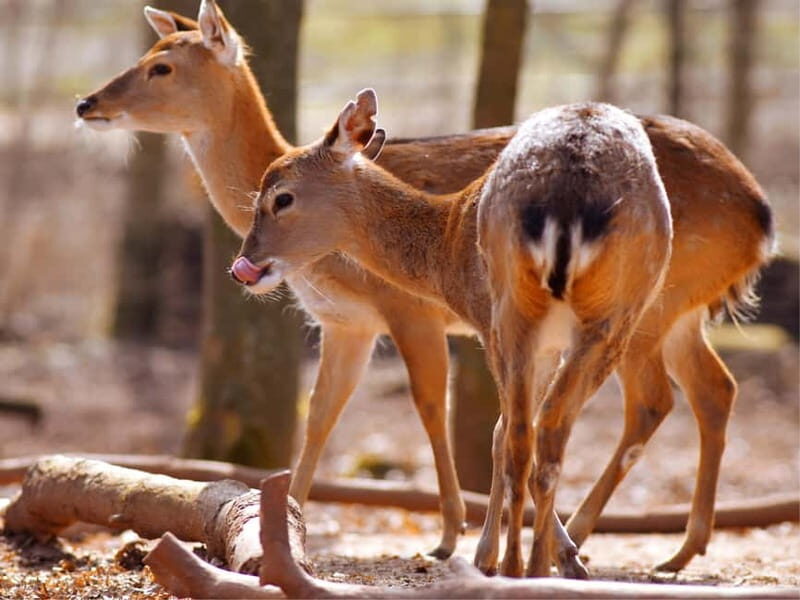 Erfurt: Erfurt Zoo Entry Ticket - Who Will Love This Visit?