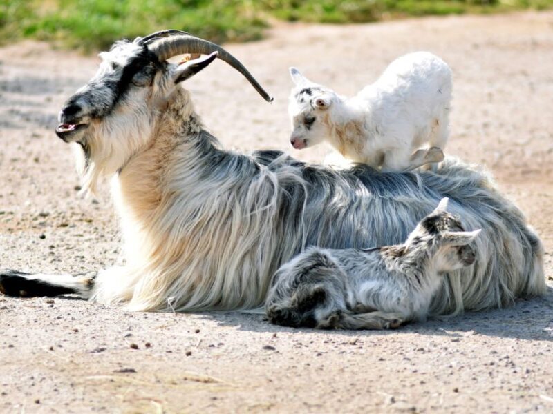 Erfurt: Erfurt Zoo Entry Ticket - FAQ