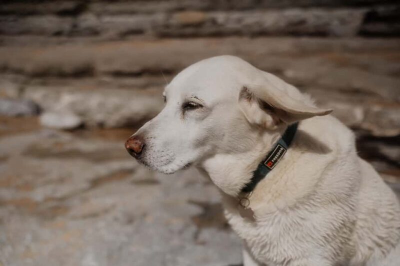 Ericeira: 2h Surfing Lesson - FAQ