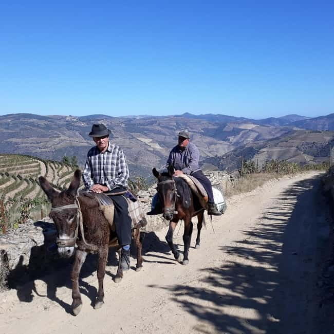 Ervedosa do Douro: Guided Walking Tour with Picnic Lunch - Key Points