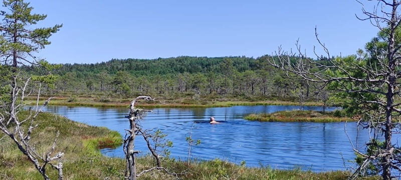 Escape from Tallinn  Hike, Swim, Forage & Cuddle Sled Dogs - Key Points