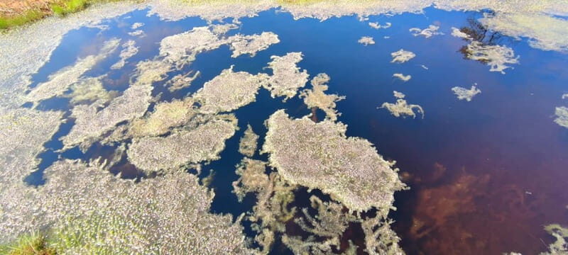 Escape from Tallinn  Hike, Swim, Forage & Cuddle Sled Dogs - Who Should Consider This Tour?