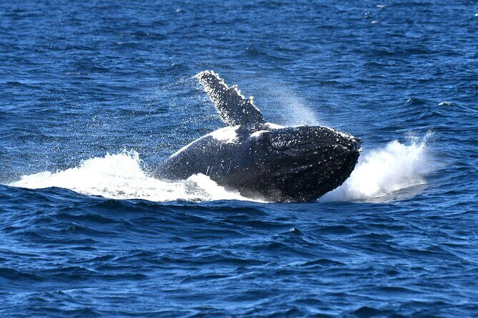 Escape Sydney: Sea Cliff Bridge, Wildlife, Kiama Coast Private - Frequently Asked Questions