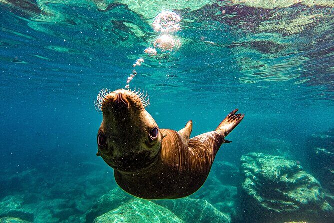 Espíritu Santo and Balandra Beach Combo Tour: Sea Lion Snorkeling - Espíritu Santo and Balandra Beach Combo Tour: Sea Lion Snorkeling — A Thorough Breakdown
