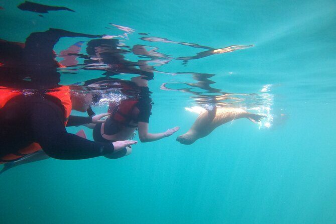 Espiritu Santo Island and sea lions - An In-Depth Look at the Tour Experience