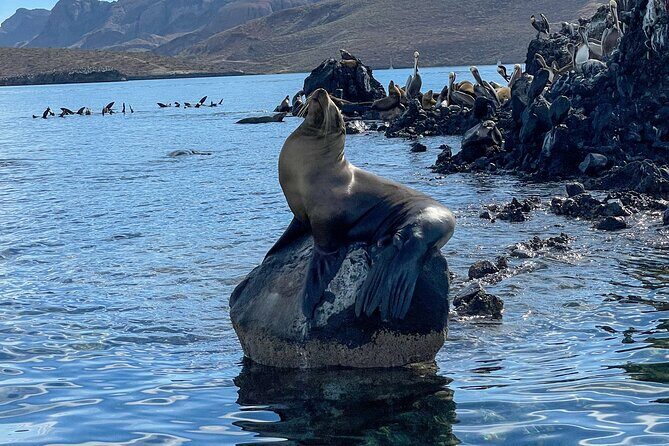 Espiritu Santo Island and sea lions - Quick FAQs