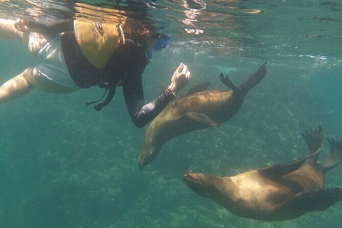 Espiritu Santo Island and sea lions - Final Thoughts