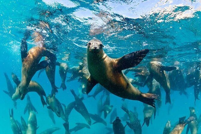 Espiritu Santo Island Combo: Sea Lions and Paddleboard 1 to 6 Private Group - An In-Depth Look at the Espiritu Santo Island Combo Tour