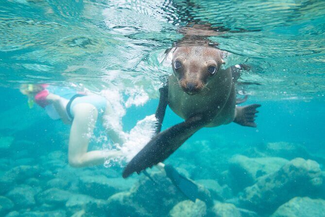 Espiritu Santo Island, Sea Lions & Paddleboard 1 to 10 Private Group Adventure - Practical Details & Value Analysis
