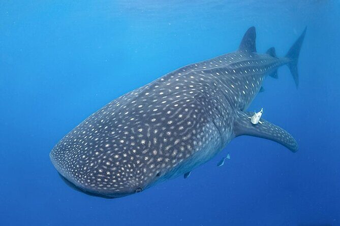 Espíritu Santo Island: snorkel SEA LIONS and Balandra Small Group - Price and Value Analysis