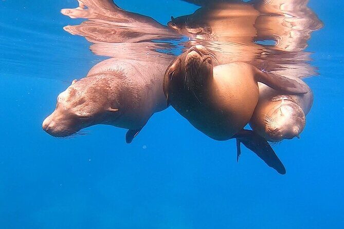 Espiritu Santo Private SCUBA Tour for Beginners - Final Thoughts: Who Should Consider This Tour?