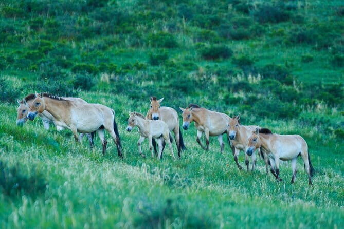 Essence of Mongolia 5 Days - Frequently Asked Questions