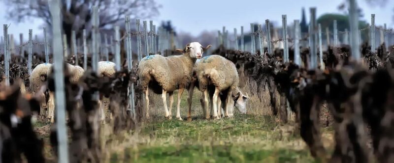 Estate tour and tasting - Key Points