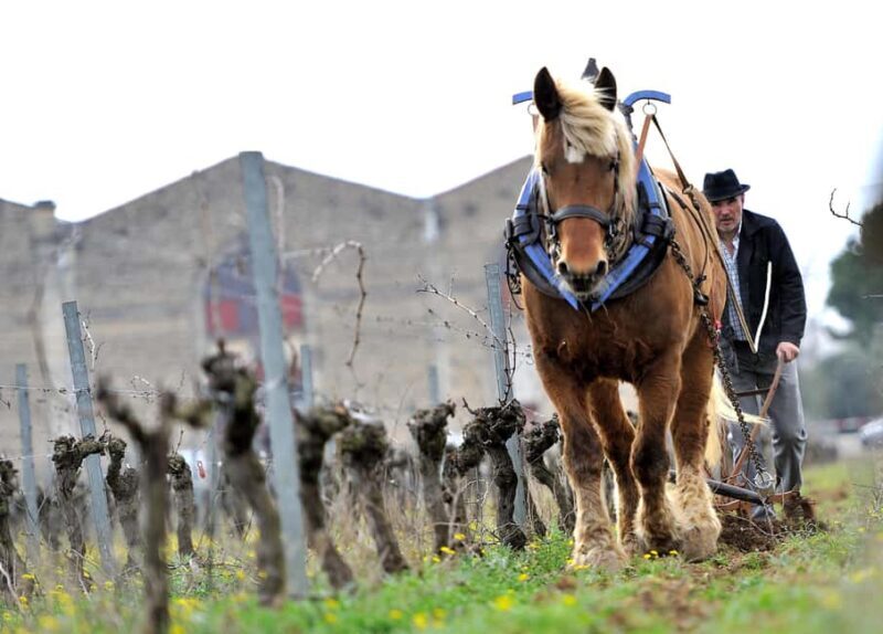 Estate tour and tasting - A Closer Look at What This Tour Offers