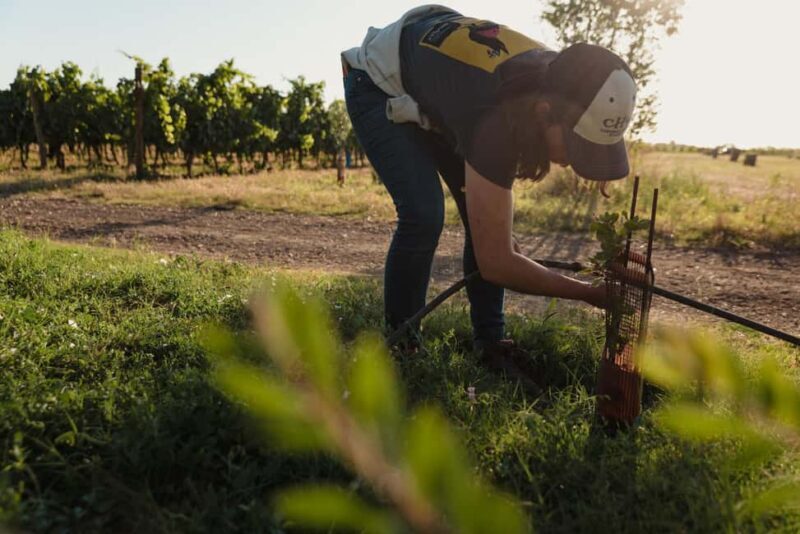 Estate tour and tasting - The Sum Up