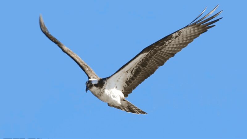 Estes Park: Bear Lake Corridor Tour - Who Will Love This Tour?