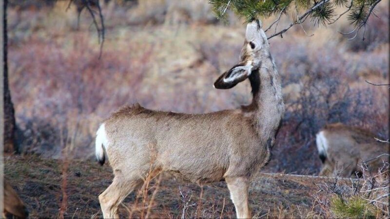Estes Park: Bear Lake Corridor Tour - Key Points