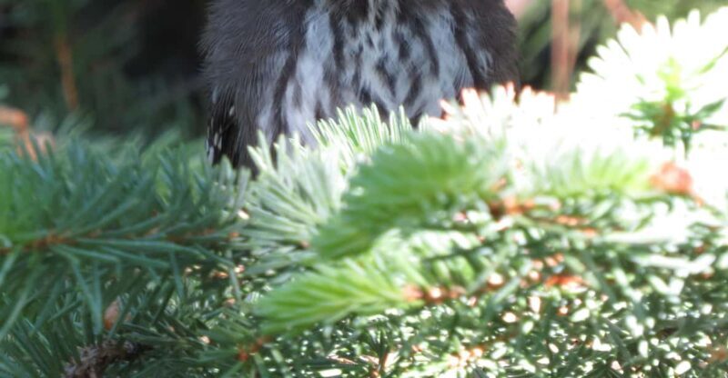Estes Park: Birds of Colorado Speaker Series - FAQ