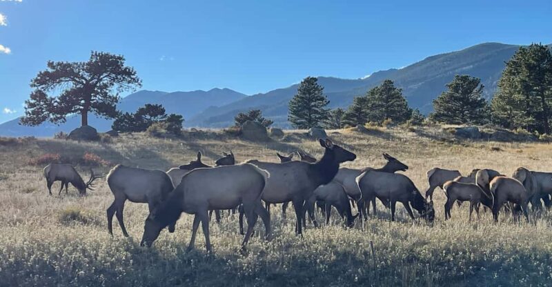 Estes Park: Guided Elk Rut Tour - An In-Depth Look at the Estes Park Elk Rut Tour